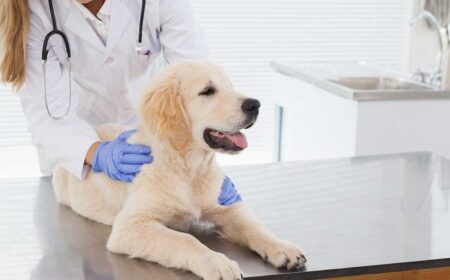 5 veterinary hospital design & trends ideas